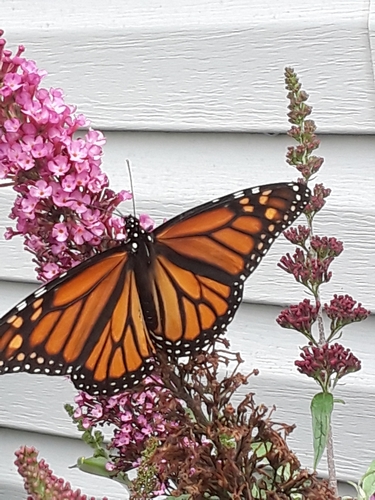 Monarch photographed in South Carolina
