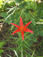 Lilium concolor partheneion