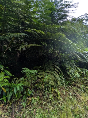 Angiopteris evecta, 2026-10-03