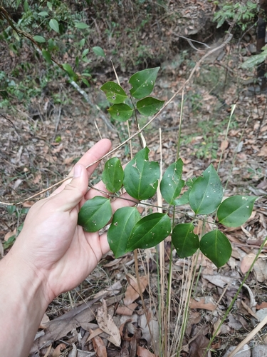 Jasminum simplicifolium observed 2026-10-13