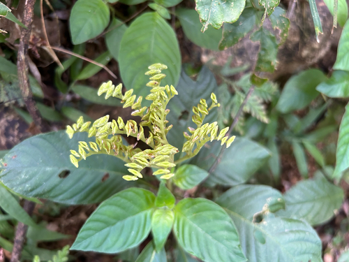 Ophiorrhiza kuroiwae observed 2026-09-24