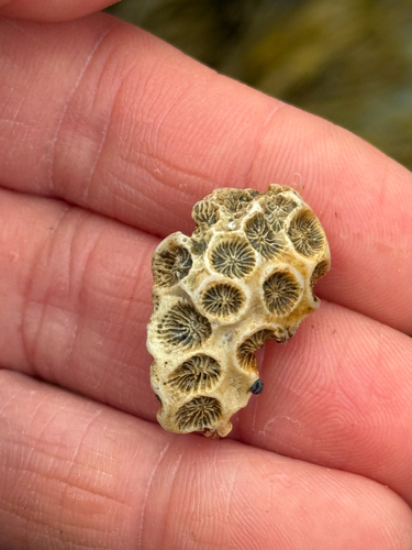 Astrangia poculata observed 2026-10-11