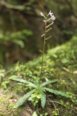 Stenoglottis fimbriata