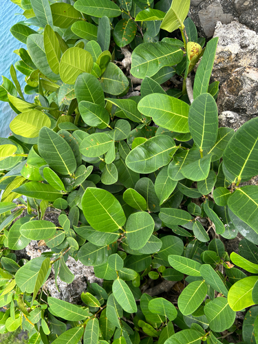 Ficus tinctoria observed 2026-09-23