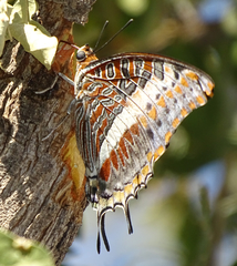 Charaxes saturnus saturnus