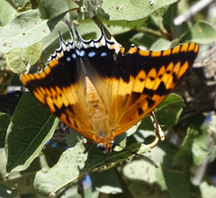 Charaxes saturnus saturnus