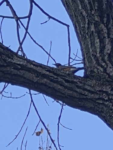 American Robin