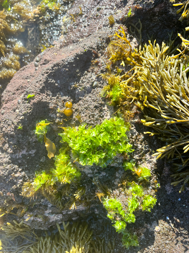 Ulva californica, 2026-10-09