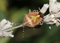 Dolycoris baccarum