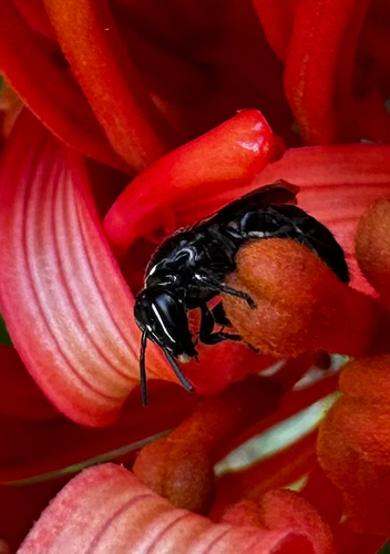 Milky Masked Bee