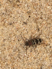 Chlorophorus trifasciatus