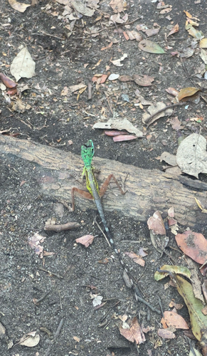 Black-spotted Kangaroo Lizard