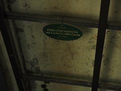 Philodendron melanochrysum