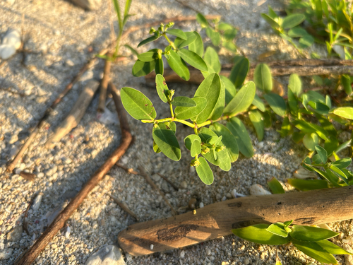 Euphorbia atoto observed 2026-09-22
