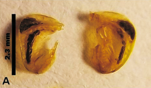 Žutoprugi ljuskokrili konjic (Leptophyes boscii)