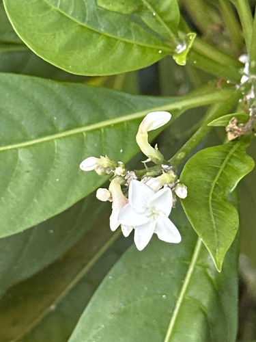 Rauvolfia verticillata observed 2026-10-13
