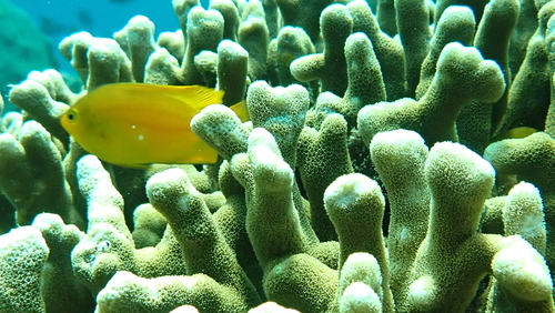 Porites cylindrica observed 2026-10-12