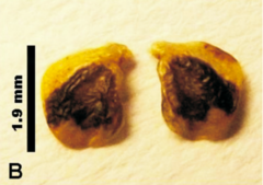 Leptophyes discoidalis