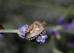 Dolycoris baccarum