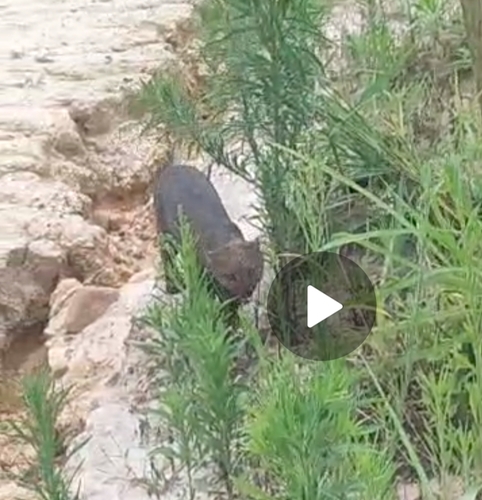 Jaguarundi