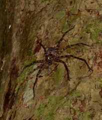 Heteropoda binnaburra