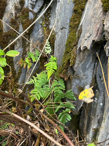 Aleuritopteris formosana observed 2026-09-21