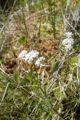 Valeriana dioica