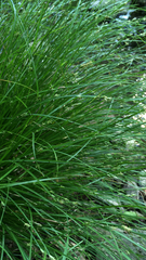 Carex remota
