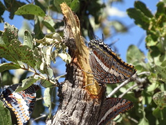 Charaxes saturnus saturnus
