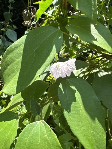 Jacquemontia paniculata observed 2026-10-13