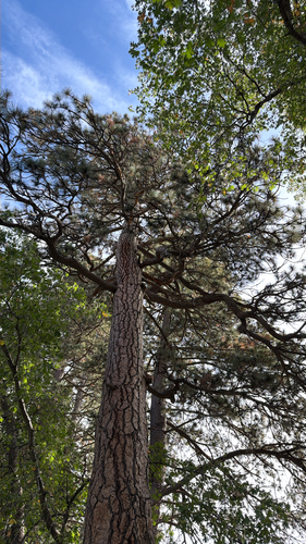 iNaturalist observation photo of Western Ponderosa Pine
