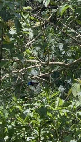 Variegated Fairywren