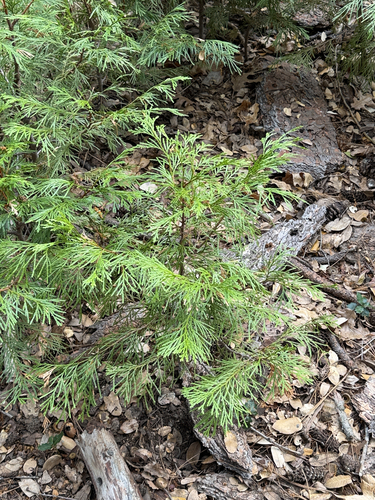 iNaturalist observation photo of California incense-cedar
