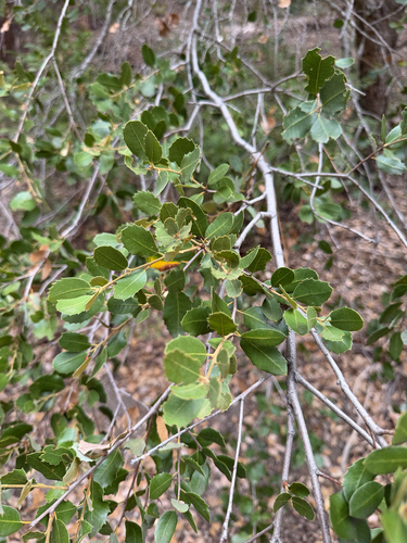 iNaturalist observation photo of canyon live oak
