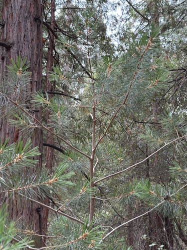 iNaturalist observation photo of sugar pine