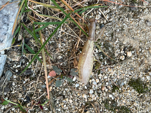 Giant Asian Mantis