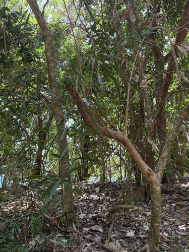 Flagellaria indica observed 2026-10-12