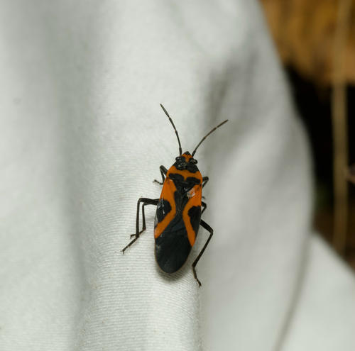 False Milkweed Bug