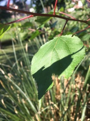 Prunus armeniaca