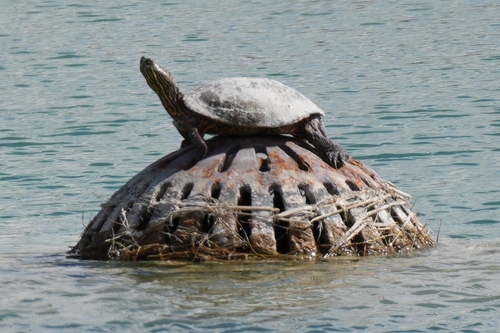 Big Bend Slider