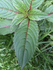 Impatiens glandulifera