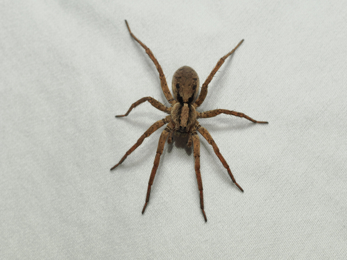 Drumming Sword Wolf Spider