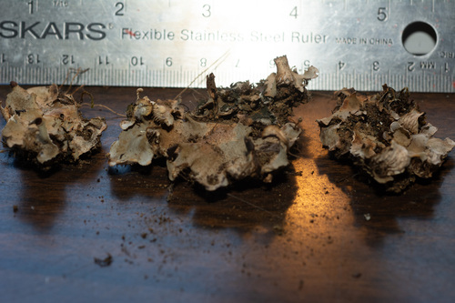 Peltigera rufescens observed 2026-10-12