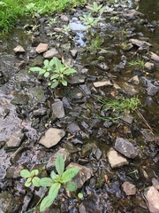 Impatiens glandulifera