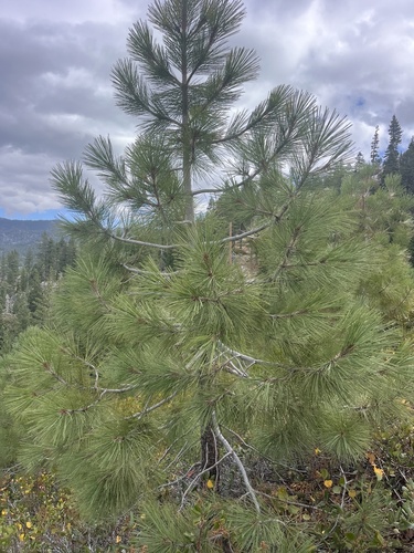 Jeffrey pine