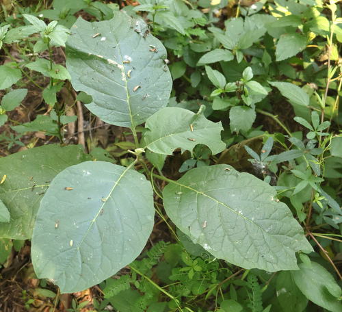 Solanum erianthum observed 2026-10-10