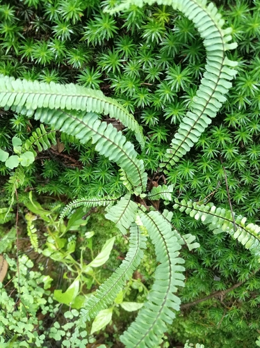 Asplenium monanthes observed 2026-10-12