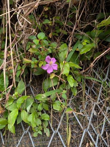 Heterotis rotundifolia observed 2026-10-03