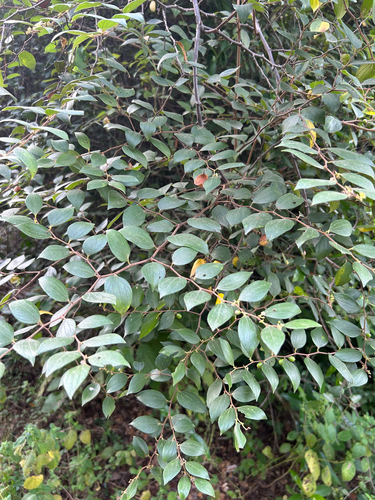 Ziziphus oenopolia observed 2026-10-13