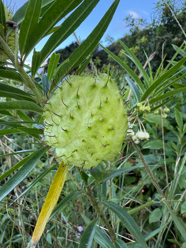 Gomphocarpus physocarpus observed 2026-10-05